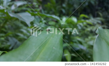 Out of focussed. Flies land on leaves. Out of focussed. Flies land on leaves. 141458282
