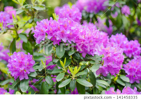 Close Up of Purple Rhododendron Catawbiense Petals and Stems Close Up of Purple Rhododendron Catawbiense Petals and Stems 141458335