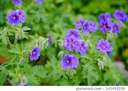 Close Up of Geranium Ibericum Petals with Dark Veins Close Up of Geranium Ibericum Petals with Dark Veins 141458336