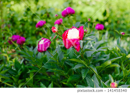 Group of Pink and White Peony White Cap Flowers in Garden Group of Pink and White Peony White Cap Flowers in Garden 141458340