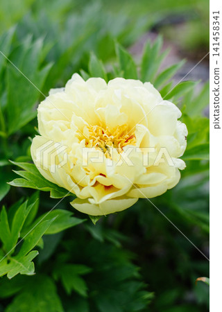 Landscape with Yellow Peony Bartzella in Green Foliage Landscape with Yellow Peony Bartzella in Green Foliage 141458341