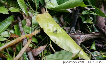 The subfamily Pemphredoninae also known as the aphid wasps, is a large group in the wasp family Crabronidae, with over 1000 species. Trypoxylon, Speciformes, Stigmus, Lyroda subita, hermetia, illucens The subfamily Pemphredoninae also known as the aphid wasps, is a large group in the wasp family Crabronidae, with over 1000 species. Trypoxylon, Speciformes, Stigmus, Lyroda subita, hermetia, illucens 141458359
