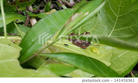 The subfamily Pemphredoninae also known as the aphid wasps, is a large group in the wasp family Crabronidae, with over 1000 species. Trypoxylon, Speciformes, Stigmus, Lyroda subita, hermetia, illucens The subfamily Pemphredoninae also known as the aphid wasps, is a large group in the wasp family Crabronidae, with over 1000 species. Trypoxylon, Speciformes, Stigmus, Lyroda subita, hermetia, illucens 141458361