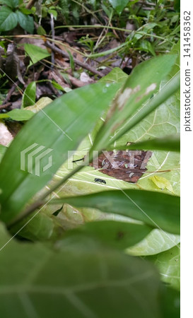 The subfamily Pemphredoninae also known as the aphid wasps, is a large group in the wasp family Crabronidae, with over 1000 species. Trypoxylon, Speciformes, Stigmus, Lyroda subita, hermetia, illucens The subfamily Pemphredoninae also known as the aphid wasps, is a large group in the wasp family Crabronidae, with over 1000 species. Trypoxylon, Speciformes, Stigmus, Lyroda subita, hermetia, illucens 141458362