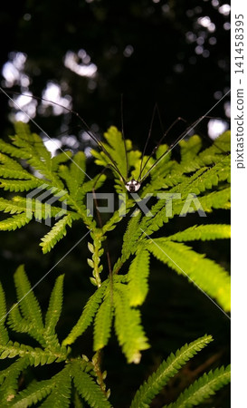 Leiobunum, Neopilionidae, Holcobunus sp, Sclerosomatidae, Marthana niveata, Pantopsalis coronata, Pseudogagrella dorsomaculata, Black Harvestman, Hadrobunus rotundum. Leiobunum, Neopilionidae, Holcobunus sp, Sclerosomatidae, Marthana niveata, Pantopsalis coronata, Pseudogagrella dorsomaculata, Black Harvestman, Hadrobunus rotundum. 141458395