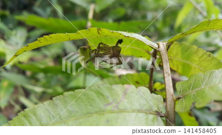 Huntsman spider shell hanging on a leaf. Huntsman spider, Cupiennius salei, wolf spider, Pisaura Mirabilis. 141458405