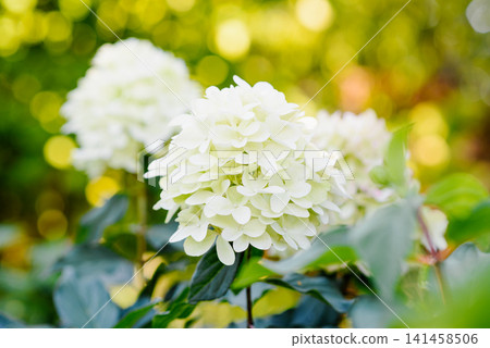 Beautiful White Skyfall Hydrangea Paniculata Flowers Blooming in Sunny Garden Beautiful White Skyfall Hydrangea Paniculata Flowers Blooming in Sunny Garden 141458506