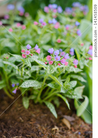 Title (English): Lungwort Pulmonaria Flowers with Spotted Leaves in Spring Garden Title (English): Lungwort Pulmonaria Flowers with Spotted Leaves in Spring Garden 141458509