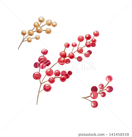 Watercolor red and gold berry branch set with realistic details. Isolated hand drawn botanical illustration element collection for Christmas and New Year design. Festive winter foliage Watercolor red and gold berry branch set with realistic details. Isolated hand drawn botanical illustration element collection for Christmas and New Year design. Festive winter foliage 141458539