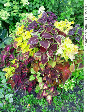 Red and yellow leaves of coleus plant in the garden. Red and yellow leaves of coleus plant in the garden. 141459016