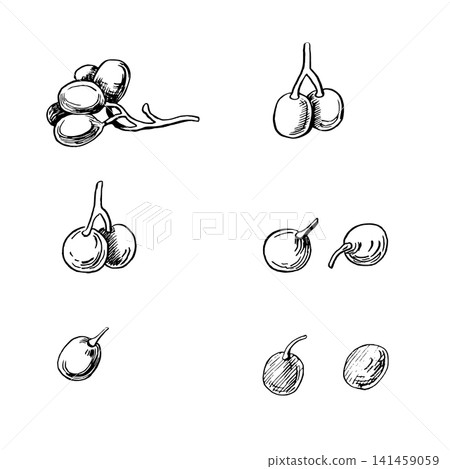 A vector set of grapes, done in a sketch style. Ideal for: wine lists, labels, packaging, beverage advertising, winery websites, restaurants, bars, food blogs, and invitations. A vector set of grapes, done in a sketch style. Ideal for: wine lists, labels, packaging, beverage advertising, winery websites, restaurants, bars, food blogs, and invitations. 141459059