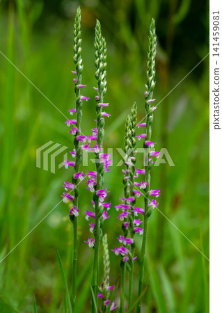 Screw fern flowers Screw fern flowers 141459081