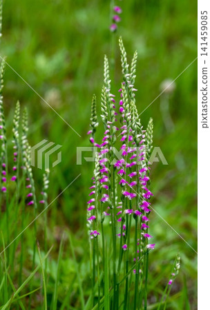 Screw fern flowers Screw fern flowers 141459085