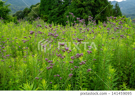 一片長滿馬鞭草的草地,上面盛開著許多馬鞭草花。 一片長滿馬鞭草的草地,上面盛開著許多馬鞭草花。 141459095