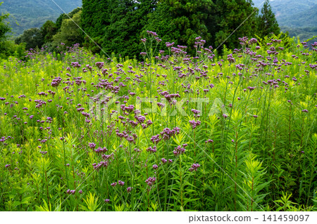 A grassy area where many Verbena bonariensis flowers are blooming. A grassy area where many Verbena bonariensis flowers are blooming. 141459097