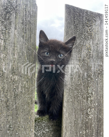A fluffy black kitten with bright blue eyes peers through a fence gap, pink tongue slightly out. Its paws rest on mossy stone. A grey sky and green foliage frame this candid outdoor moment. 141459117