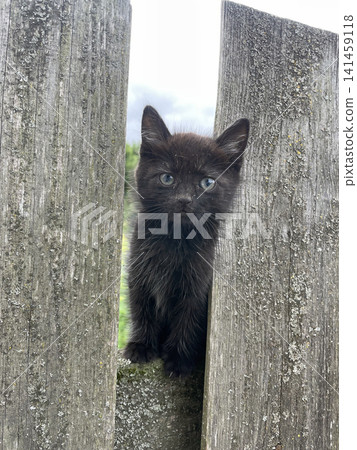 A small black kitten with striking blue eyes peeks between weathered wooden fence posts. Its slightly dirty fur and blurred green background suggest an outdoor exploration or stray kitten encounter. A small black kitten with striking blue eyes peeks between weathered wooden fence posts. Its slightly dirty fur and blurred green background suggest an outdoor exploration or stray kitten encounter. 141459118