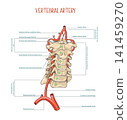 Human Vertebral Artery Anatomy with Cervical Vertebrae and Major Branches Medical Vector Illustration 141459270