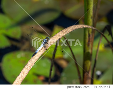 A male white-tailed skimmer resting on dead grass in a pond A male white-tailed skimmer resting on dead grass in a pond 141459351
