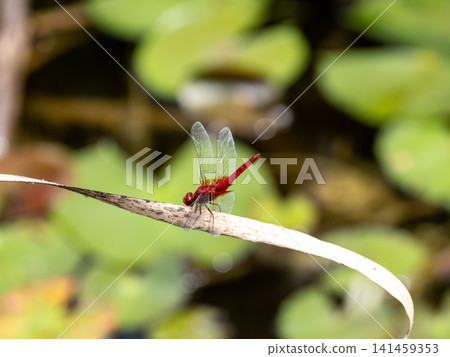 A male scarlet dragonfly perched on dry grass A male scarlet dragonfly perched on dry grass 141459353