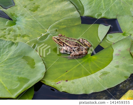 A frog on a water lily leaf 141459355