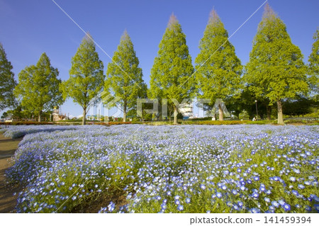 Nemophila flowers and fresh green metasequoia trees at Sunflower Hill Park Nemophila flowers and fresh green metasequoia trees at Sunflower Hill Park 141459394