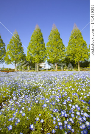 向日葵山公園裡的粉蝶花和翠綠的水杉樹 向日葵山公園裡的粉蝶花和翠綠的水杉樹 141459395
