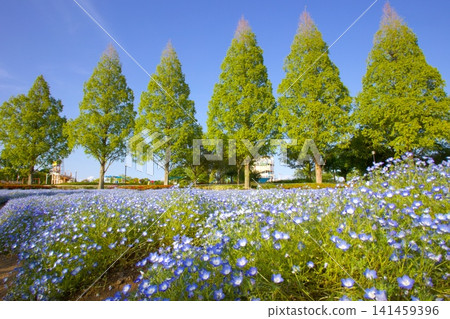 向日葵山公園裡的粉蝶花和翠綠的水杉樹 向日葵山公園裡的粉蝶花和翠綠的水杉樹 141459396