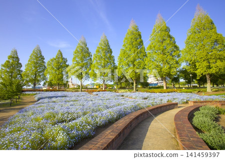 向日葵山公園裡的粉蝶花和翠綠的水杉樹 向日葵山公園裡的粉蝶花和翠綠的水杉樹 141459397