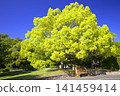 春意盎然的御木山森林公園（樟樹） 141459414