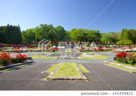 藤井電工玫瑰園,播磨中央公園內的玫瑰園。 藤井電工玫瑰園,播磨中央公園內的玫瑰園。 141459423