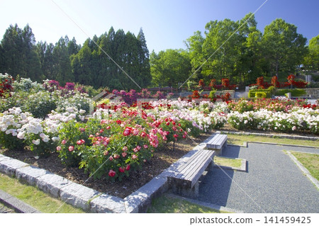 藤井電工玫瑰園,播磨中央公園內的玫瑰園。 藤井電工玫瑰園,播磨中央公園內的玫瑰園。 141459425