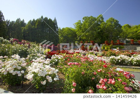 藤井電工玫瑰園,播磨中央公園內的玫瑰園。 藤井電工玫瑰園,播磨中央公園內的玫瑰園。 141459426