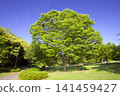 春日里，禦木山森林公園（櫸樹）一片翠綠。 141459427