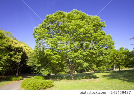 春日里,禦木山森林公園(櫸樹)一片翠綠。 春日里,禦木山森林公園(櫸樹)一片翠綠。 141459427