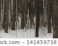 Snowy ice branches with sparkling light effects. Gentle snowfall serene scene. Peaceful winter woodland illuminated by warm sun rays. Sunlit pine forest, falling snowflakes. Bokeh golden lens flare 141459738