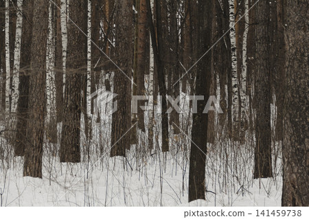 Snowy ice branches with sparkling light effects. Gentle snowfall serene scene. Peaceful winter woodland illuminated by warm sun rays. Sunlit pine forest, falling snowflakes. Bokeh golden lens flare 141459738