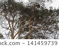 Snowy ice branches with sparkling light effects. Gentle snowfall serene scene. Peaceful winter woodland illuminated by warm sun rays. Sunlit pine forest, falling snowflakes. Bokeh golden lens flare 141459739
