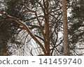 Snowy ice branches with sparkling light effects. Gentle snowfall serene scene. Peaceful winter woodland illuminated by warm sun rays. Sunlit pine forest, falling snowflakes. Bokeh golden lens flare 141459740