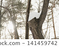 Snowy ice branches with sparkling light effects. Gentle snowfall serene scene. Peaceful winter woodland illuminated by warm sun rays. Sunlit pine forest, falling snowflakes. Bokeh golden lens flare 141459742