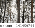 Snowy ice branches with sparkling light effects. Gentle snowfall serene scene. Peaceful winter woodland illuminated by warm sun rays. Sunlit pine forest, falling snowflakes. Bokeh golden lens flare 141459744