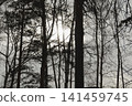 Snowy ice branches with sparkling light effects. Gentle snowfall serene scene. Peaceful winter woodland illuminated by warm sun rays. Sunlit pine forest, falling snowflakes. Bokeh golden lens flare 141459745