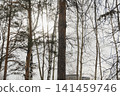 Snowy ice branches with sparkling light effects. Gentle snowfall serene scene. Peaceful winter woodland illuminated by warm sun rays. Sunlit pine forest, falling snowflakes. Bokeh golden lens flare 141459746