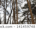 Snowy ice branches with sparkling light effects. Gentle snowfall serene scene. Peaceful winter woodland illuminated by warm sun rays. Sunlit pine forest, falling snowflakes. Bokeh golden lens flare 141459748