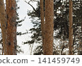 Snowy ice branches with sparkling light effects. Gentle snowfall serene scene. Peaceful winter woodland illuminated by warm sun rays. Sunlit pine forest, falling snowflakes. Bokeh golden lens flare 141459749