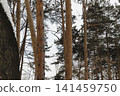 Snowy ice branches with sparkling light effects. Gentle snowfall serene scene. Peaceful winter woodland illuminated by warm sun rays. Sunlit pine forest, falling snowflakes. Bokeh golden lens flare 141459750