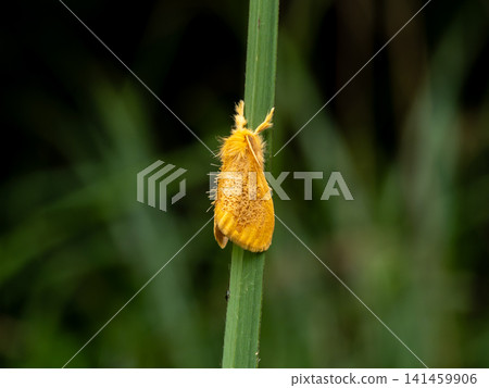 A sesame tussock moth perched on a pampas grass leaf. 141459906