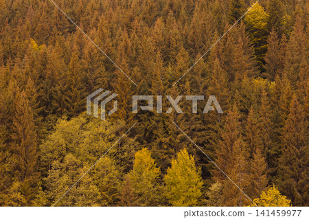 Aerial view of a dense pine forest displaying rich autumnal colors from above Aerial view of a dense pine forest displaying rich autumnal colors from above 141459977