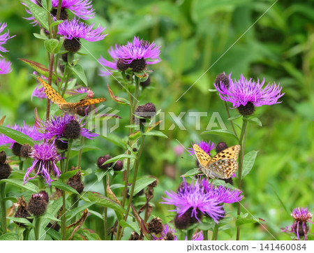 黑薊(Centaurea nigra) 黑薊(Centaurea nigra) 141460084