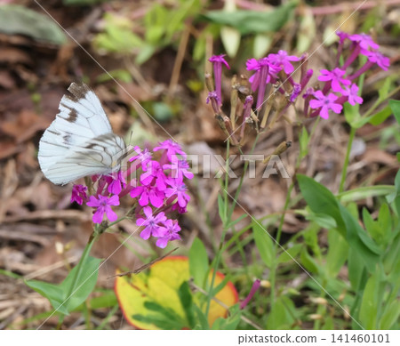 稗草（Silene armeria）和菜粉蝶 141460101